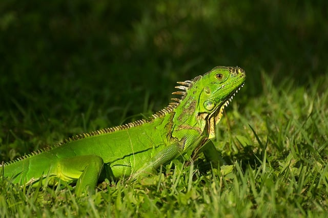 AI ethics fairness bias algorithmic justice scale